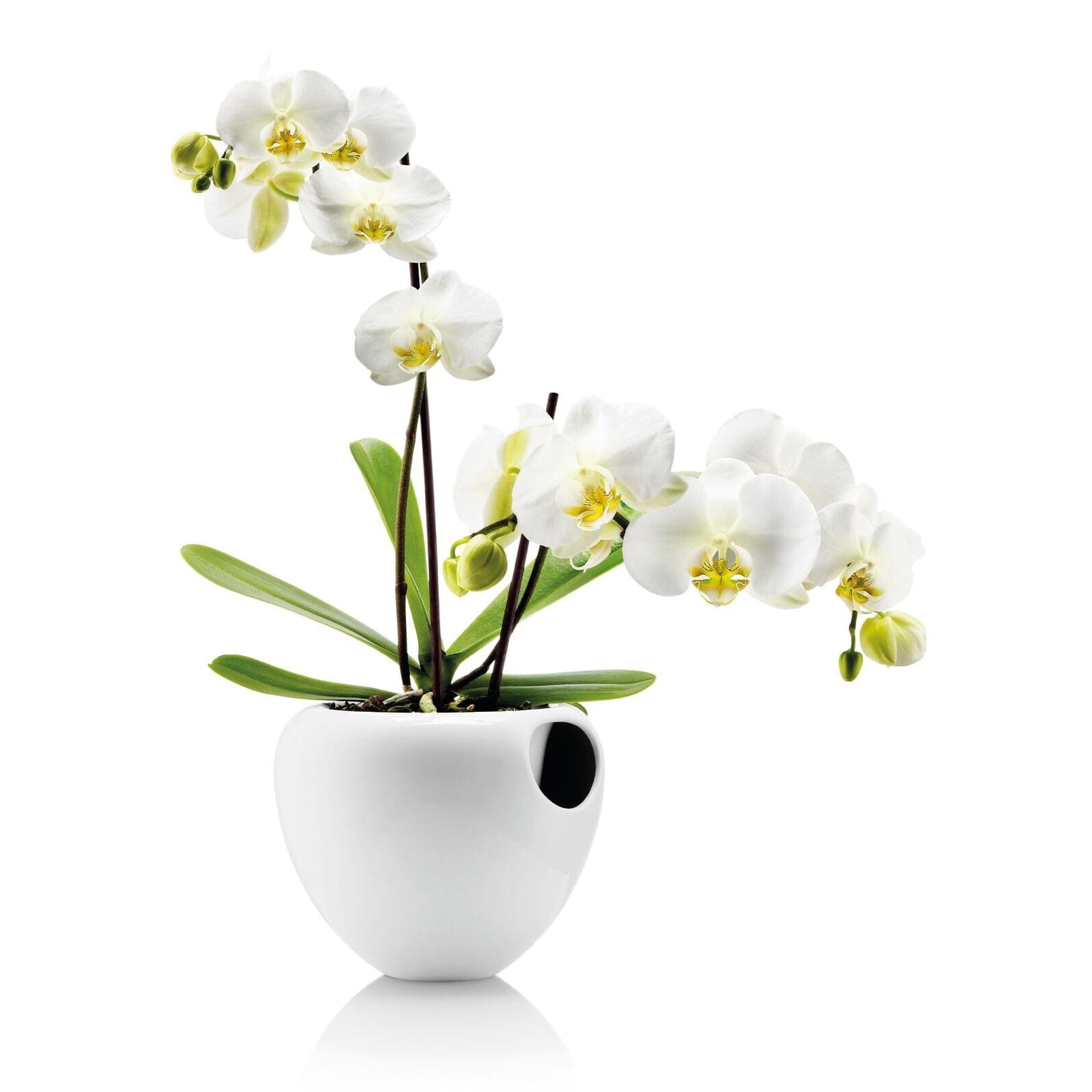 orchid plant pots for sale Eva Solo Modern Self-Watering Orchid Pot