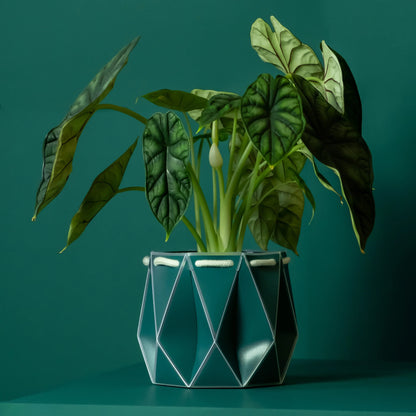 POTR Self-Watering 5.9" Diameter Pot